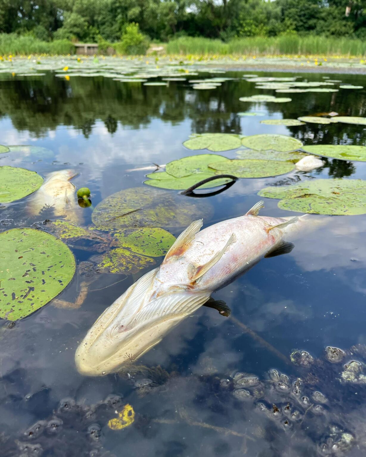 У водоймі поблизу Рівного масово гинуть риби (ФОТО) - Новини Рівного ...