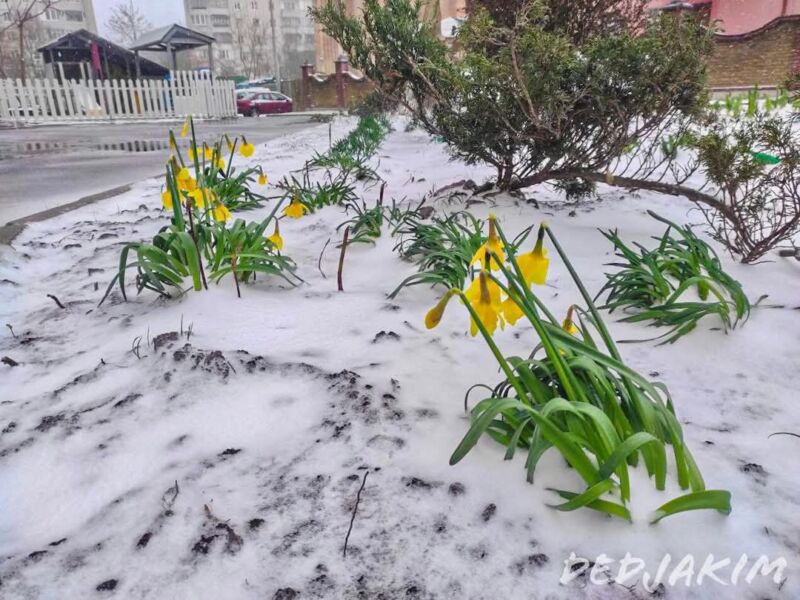 Заморозки
