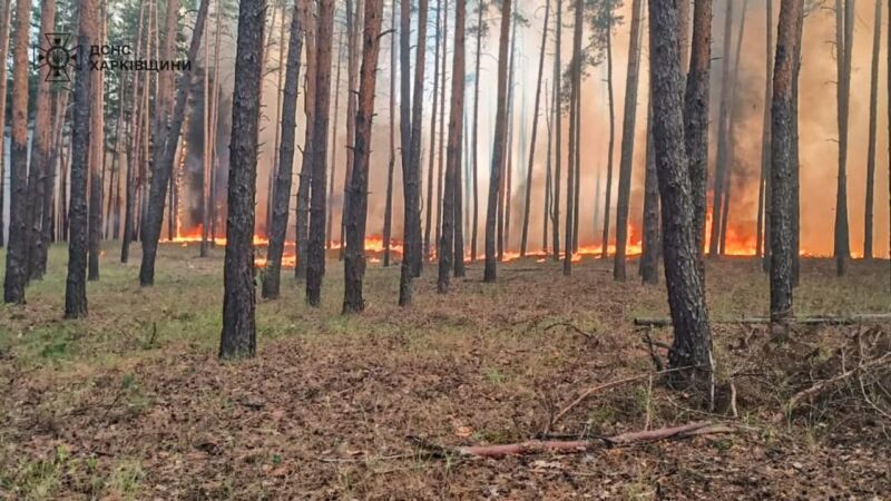 Масштабні лісові пожежі на Харківщині: що відомо станом на зараз (ФОТО) 2