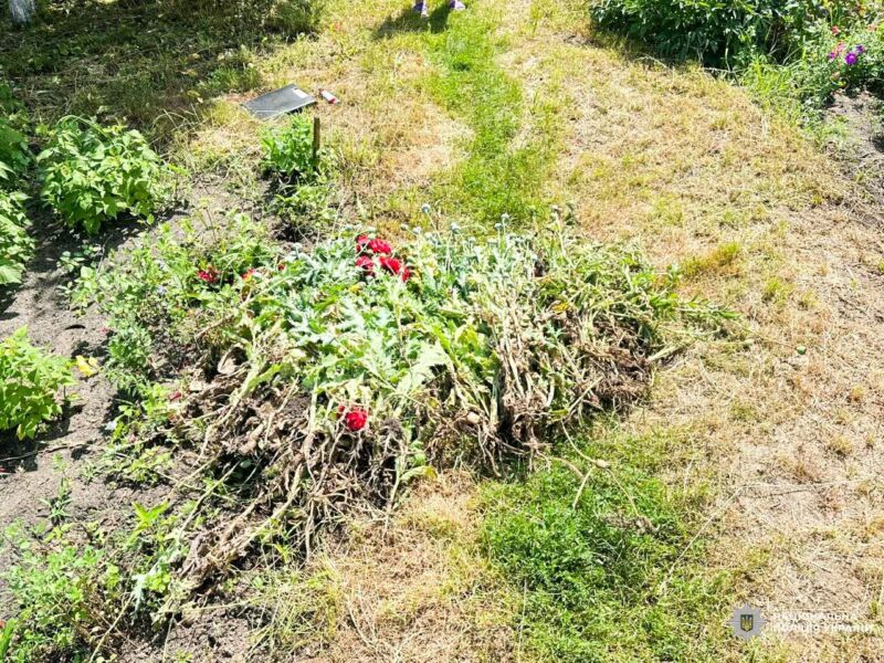 Наркотичні посіви: поліція Рівненщини викрила мешканок двох сіл (ФОТО) 2