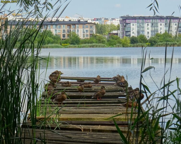 На Рівненщині