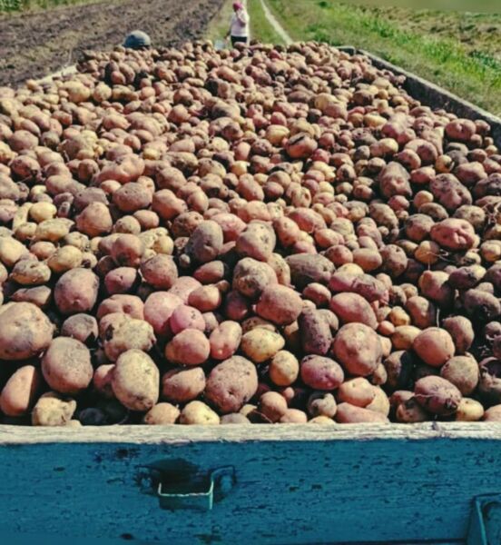 збір урожаю збір урожаю