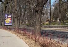 Вздовж вулиці Чорновола у Рівному висадили багаторічні кущі