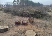 Ліснича завдала мільйонних збитків Клеванській громаді Ліснича