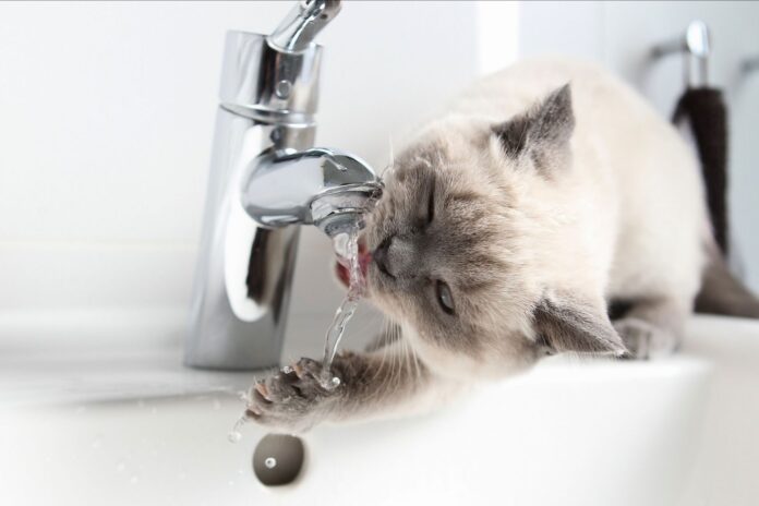 Немає води Рівне Відключення води