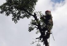 Обрізка дерев у Рівному 17 березня: де сьогодні можливі затори обрізка дерев у Рівному