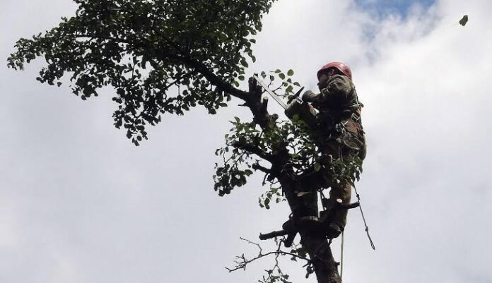 обрізка дерев у Рівному