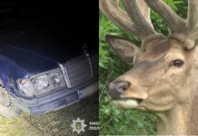 ДТП у Зарічному: водійка збила відомого оленя Бориса і втекла збила відомого оленя Бориса