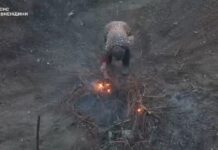 Паліїв сухостою у Рівненській області ловлять дрони (ВІДЕО) Паліїв сухостою у Рівненській області