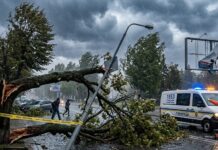 Як рівнянам повідомити про повалені дерева чи пошкоджені конструкції (ІНСТРУКЦІЯ) повідомити про повалені дерева