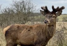 Оленя Бориса знайшли живим у лісах Рівненщини: подробиці порятунку тварини Оленя Бориса знайшли живим