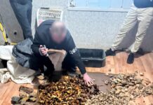 Викрили групу, яка у Рівненській області організувала незаконний бурштиновий бізнес Організували незаконний бурштиновий бізнес