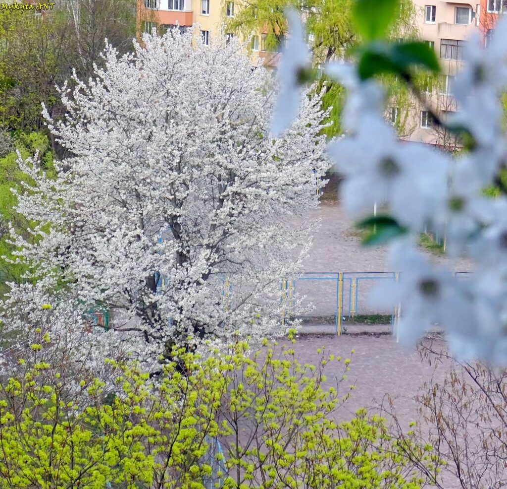 Погода