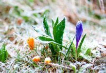 Ударять морози -5°: метеорологи дали тривожний прогноз для Рівненщини на найближчу ніч Ударять морози