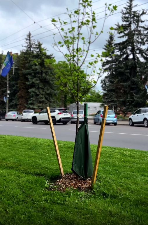 У Рівному вдосконалюють догляд за деревами 2 догляд за деревами
