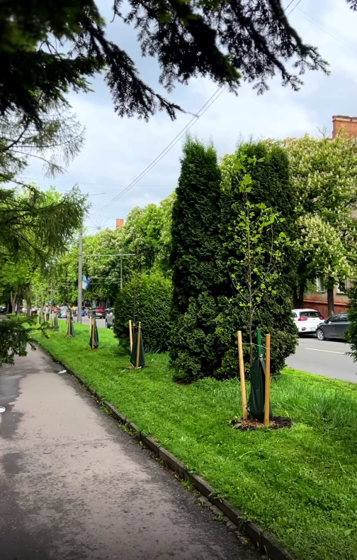 У Рівному вдосконалюють догляд за деревами 1 догляд за деревами