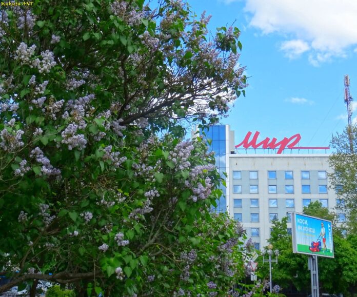 Бузок рівне Погода в Рівному 13 травня