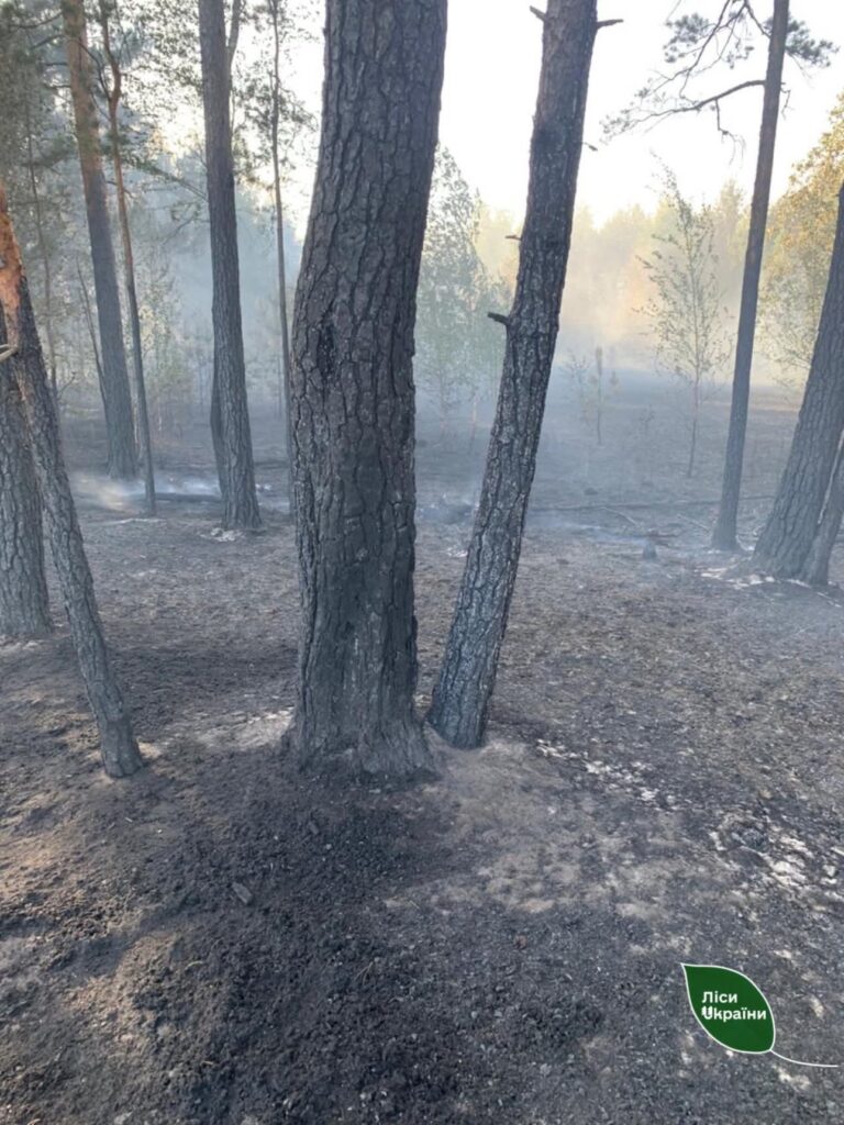 Лісова пожежа на Рівненщині через дрон