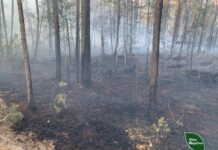 На Рівненщині через падіння дрона спалахнула лісова пожежа падіння дрона
