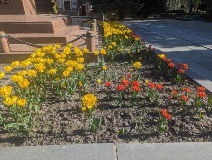 У Рівному вандали викрали магнолію та нищать квіти