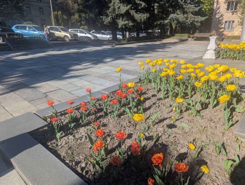 Наслідки вандалізму на міських клумбах Рівного