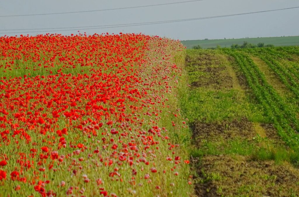 Погода у Рівному та області 15 червня: синоптики попереджають про негоду 2 Макове поле рівне