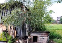 На Рокитнівщині поліцейські притягнули до відповідальності чоловіка, який побив собаку На Рокитнівщині поліцейські притягнули до відповідальності чоловіка, який побив собаку
