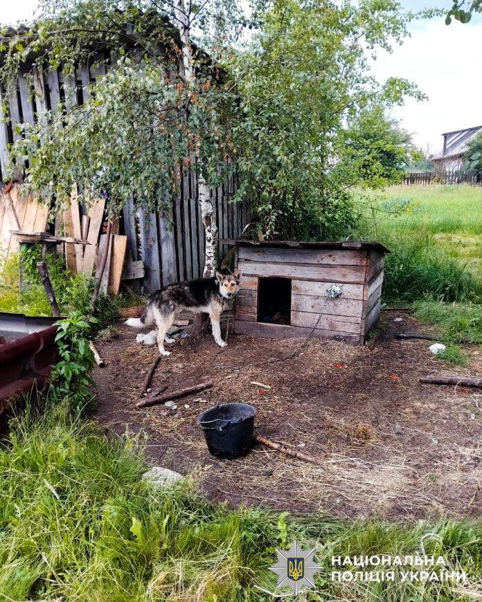 На Рокитнівщині поліцейські притягнули до відповідальності чоловіка, який побив собаку