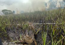 Надзвичайники Рівненщини врятували двох оленят із вогняної пастки Надзвичайники врятували двох оленят