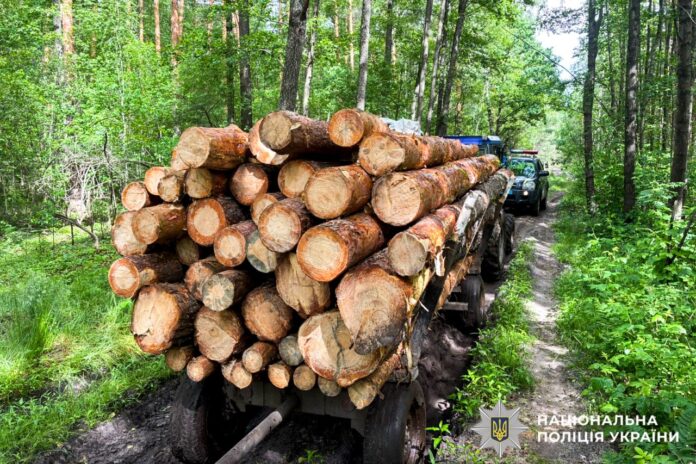 нелегальна деревина на Рівненщині