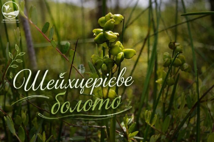 нове заповідне урочище