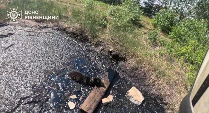 У Вараші надзвичайники визволили собаку з пастки зі смолою
