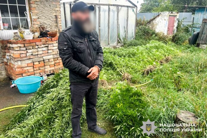 43-річний житель Здолбунова вирощував у своїй теплиці кущі конопель 43-річний житель Здолбунова вирощував у своїй теплиці кущі конопель