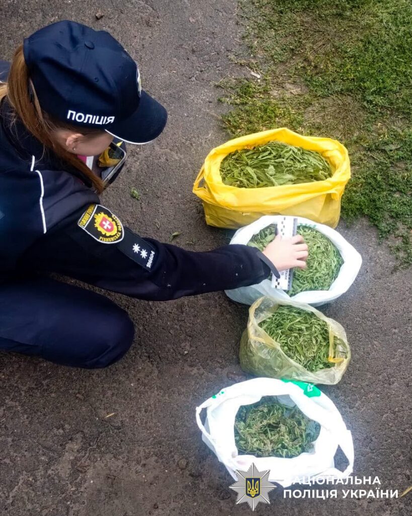 43-річний житель Здолбунова вирощував у своїй теплиці кущі конопель 2