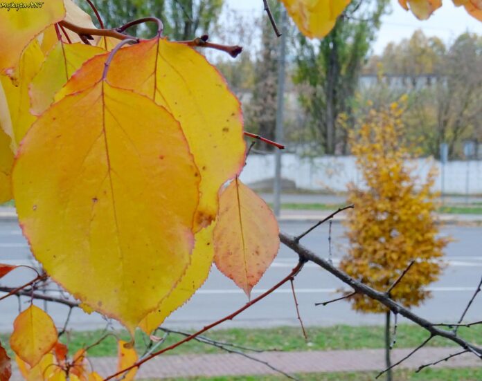 Погода на Рівненщині 26 жовтня